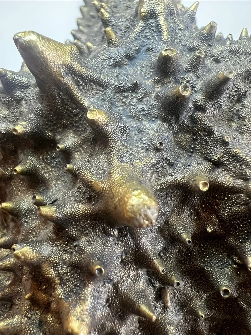 Vintage Gold Starfish Wall Decor Hanging Sculpture Large 3D Coastal Accent